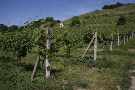 Vinice v Jeviněvsi / Foto: Svatava Jirmusová