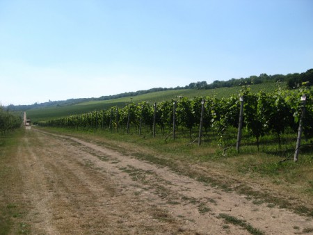 Viniční trať Ovčáry v Blahoticích u Slaného / Zdroj: www.lavandula.cz