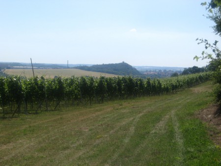Viniční trať Ovčáry v Blahoticích u Slaného / Zdroj: www.lavandula.cz