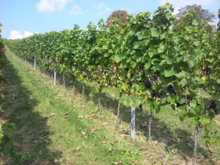 Viniční trať Ovčáry v Blahoticích u Slaného / Zdroj: www.lavandula.cz