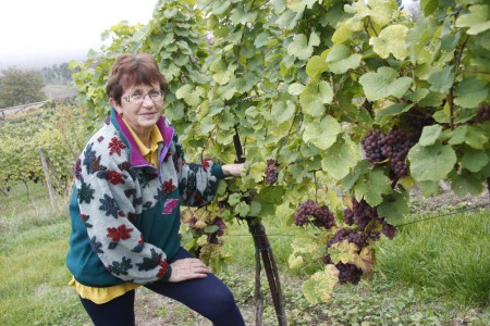 Svatava Podrábská ve vinohradu v Jeviněvsi.  / Foto: Svatava Jirmusová