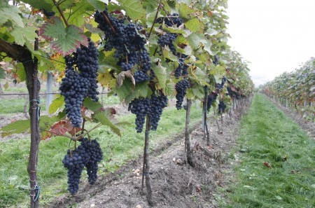 Hrozny Dornfeldera ve vinohradu v Jeviněvsi / Foto: Svatava Jirmusová